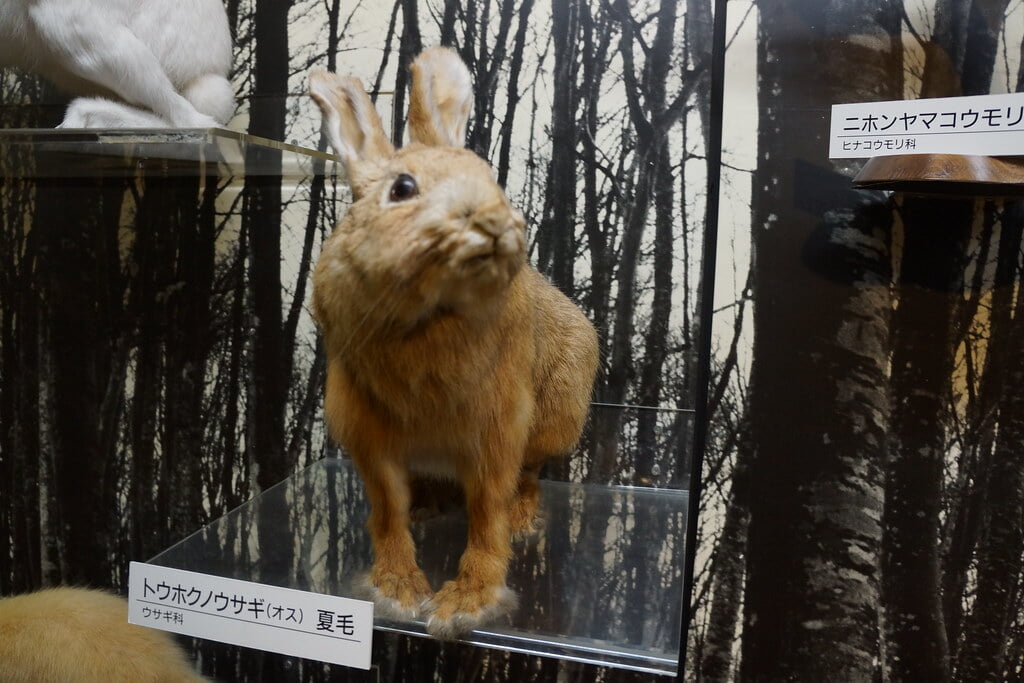 十日町市博物館の写真4