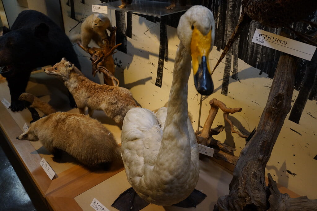 十日町市博物館の写真7