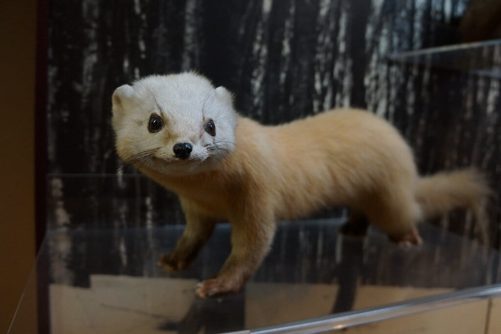 十日町市博物館の写真9