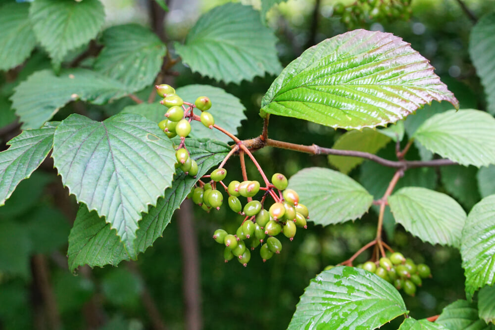 小淵沢絵本美術館の写真3