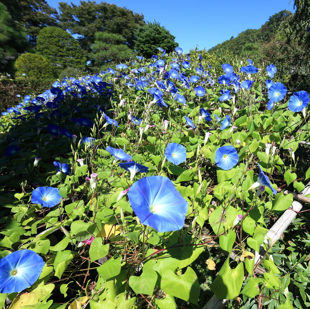 豪商の館・田中本家博物館の写真3