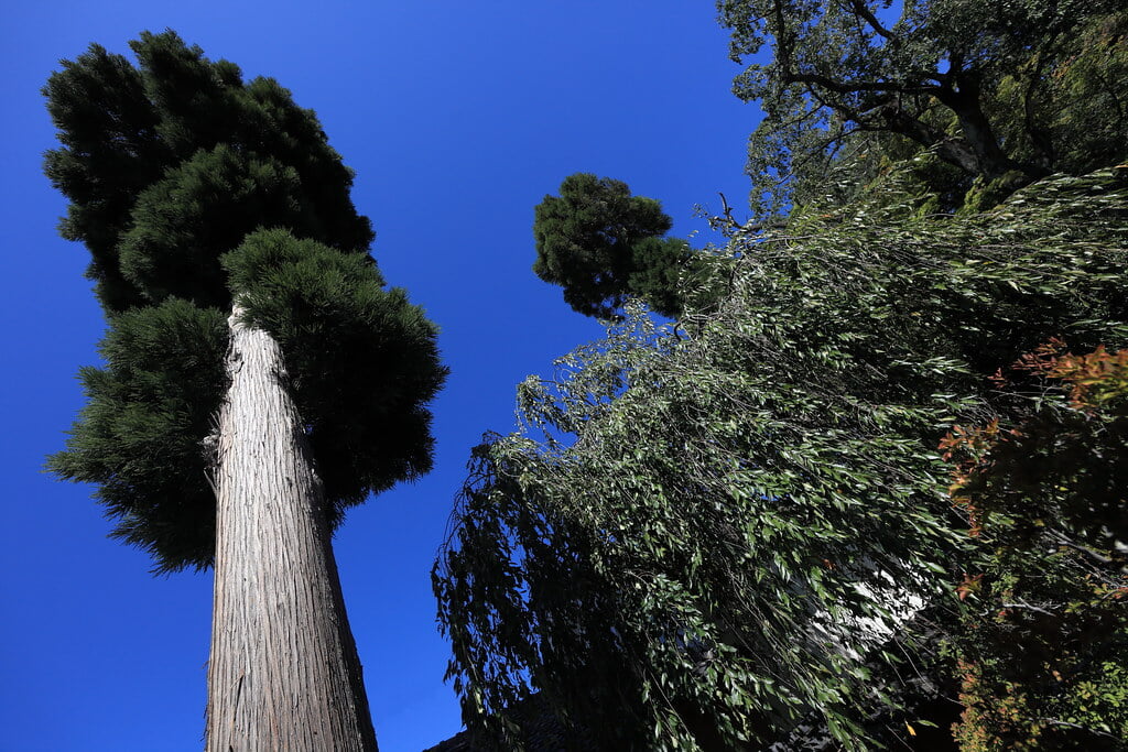 豪商の館・田中本家博物館の写真9