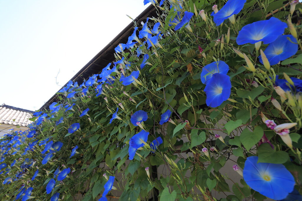 豪商の館・田中本家博物館の写真12