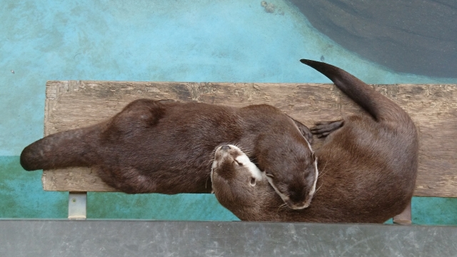 とくしま動物園の写真2