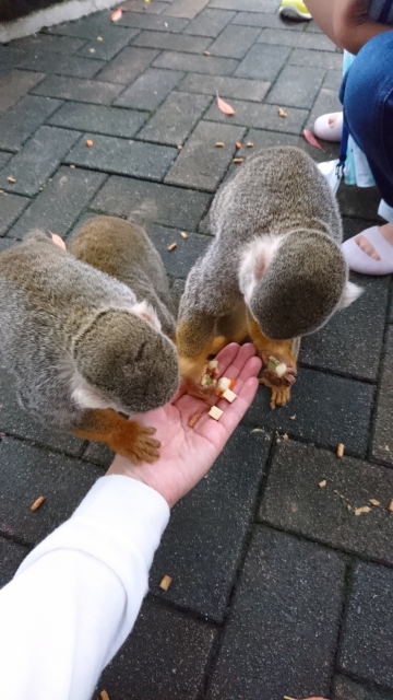 とくしま動物園の写真3