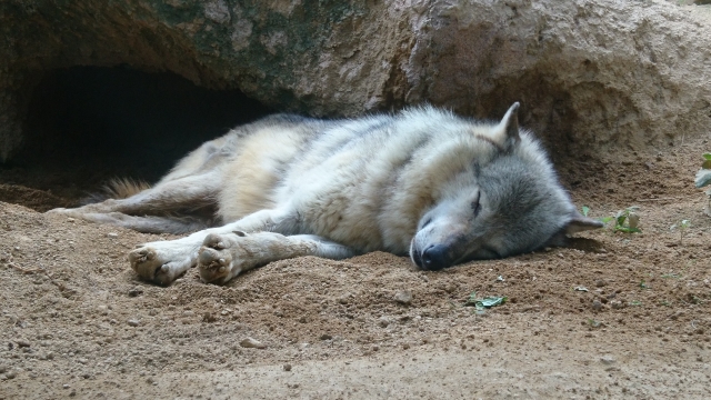 とくしま動物園の写真4