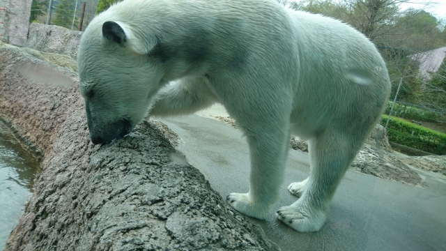 とくしま動物園の写真5
