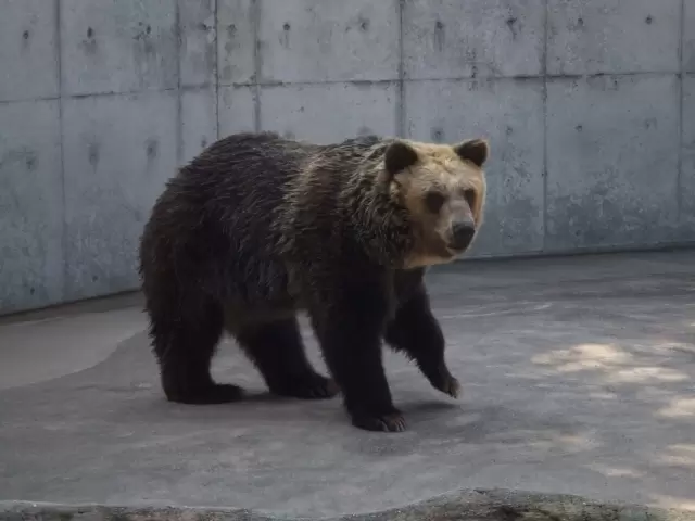 とくしま動物園の写真1