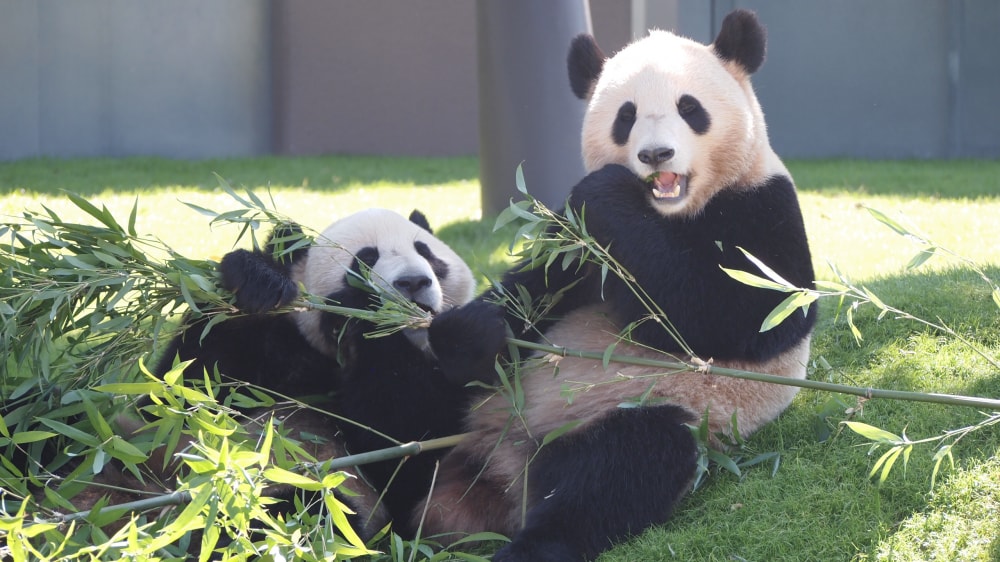 アドベンチャーワールドの写真2