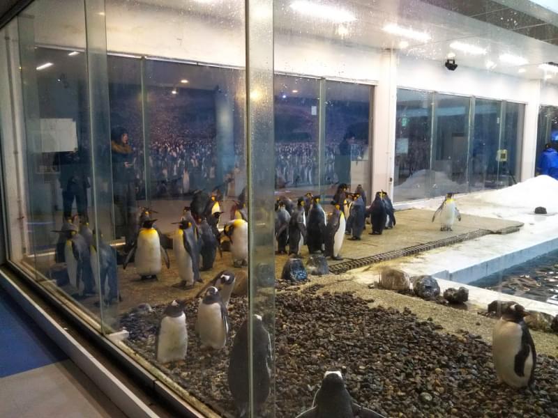 アドベンチャーワールドの写真3