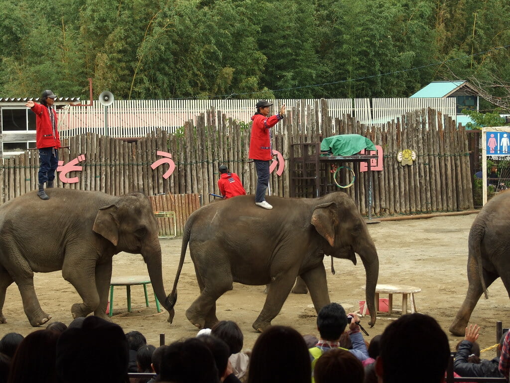 市原ぞうの国の写真3