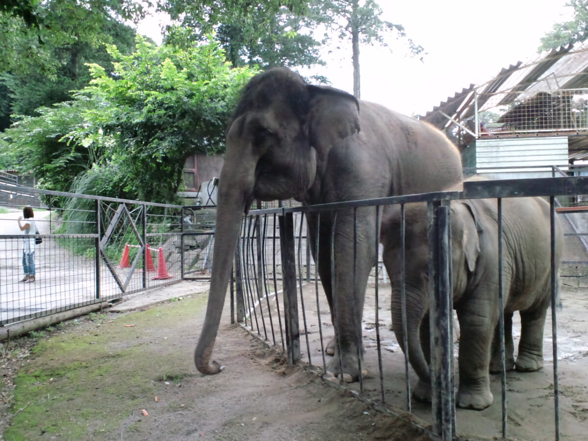 市原ぞうの国の写真5