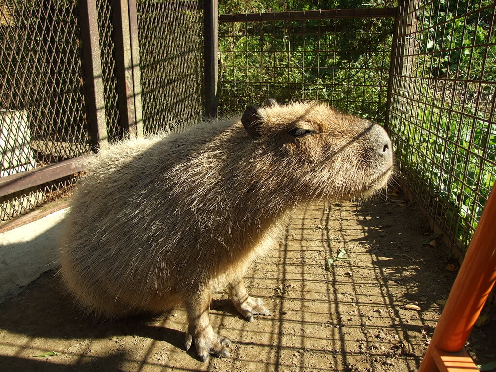 市原ぞうの国の写真7