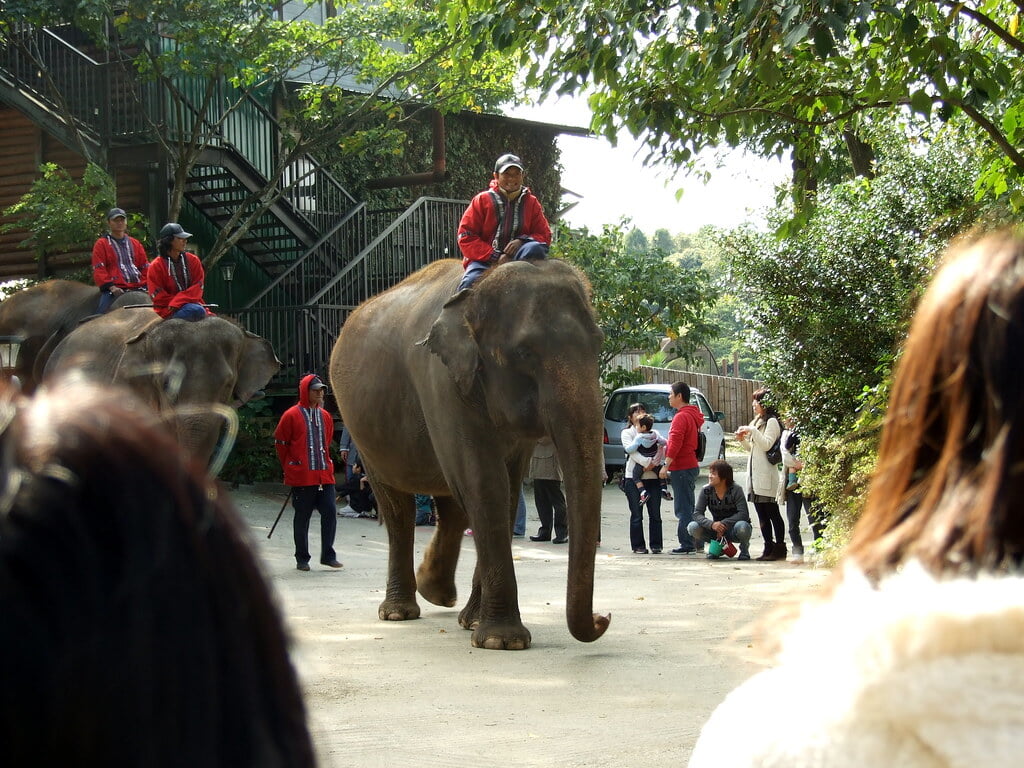 市原ぞうの国の写真8