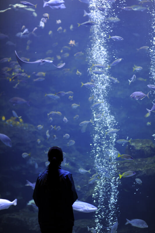 京都水族館の写真2