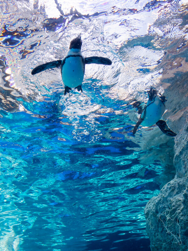京都水族館の写真4