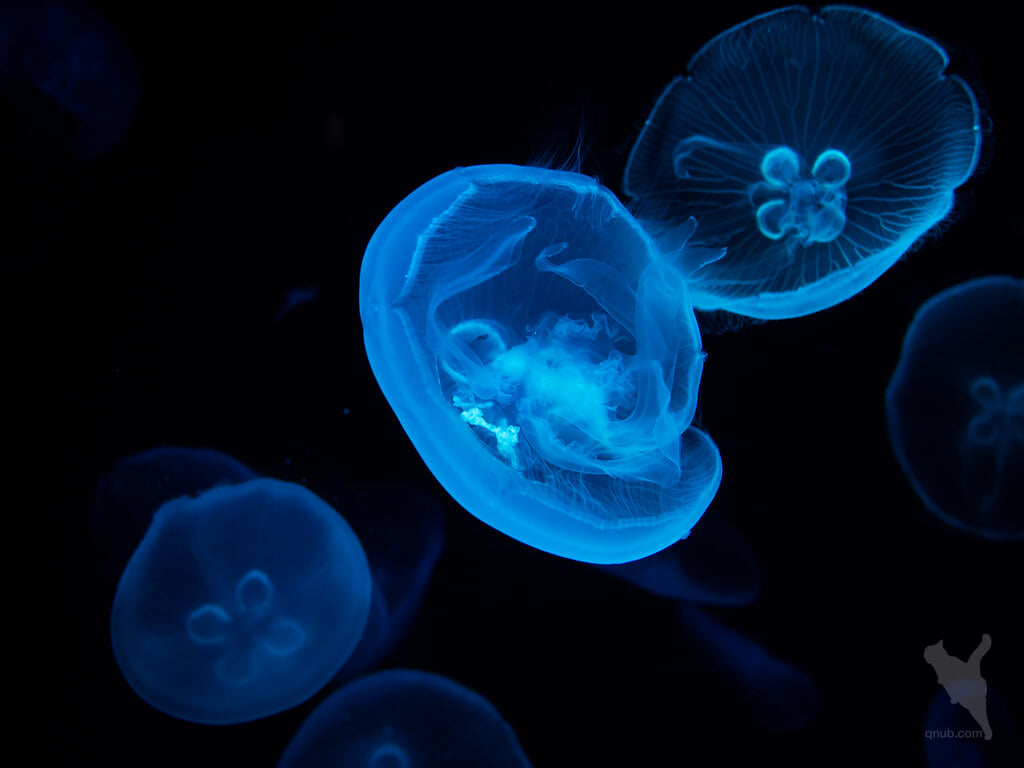 京都水族館の写真5