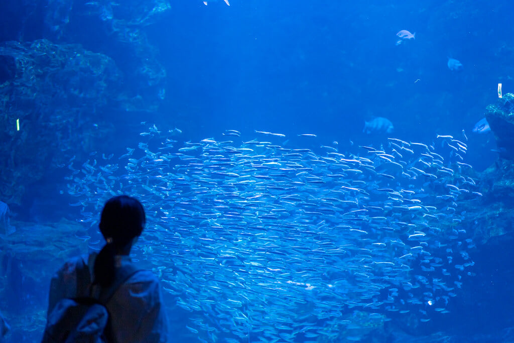 京都水族館の写真7