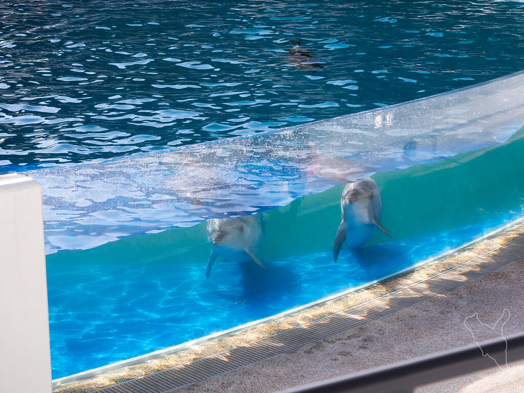 京都水族館の写真8