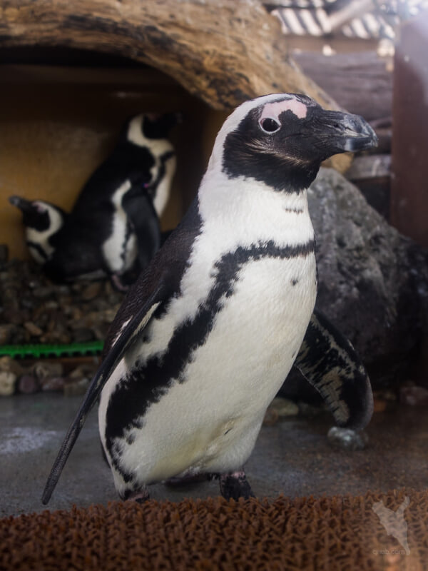 京都水族館の写真9