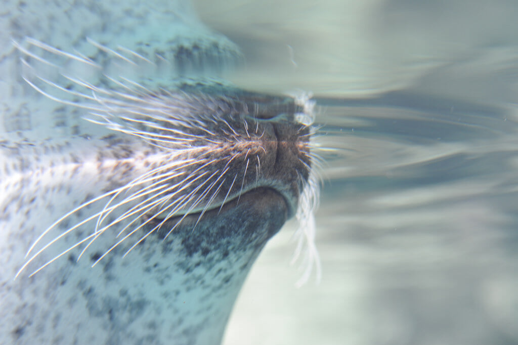 京都水族館の写真10