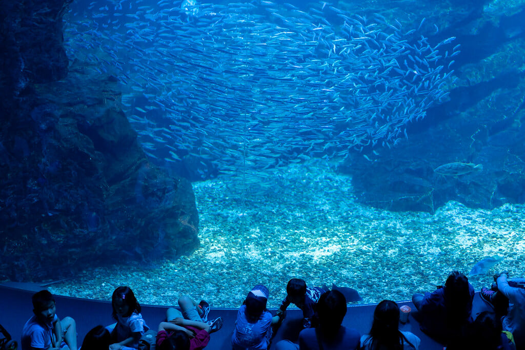 京都水族館の写真11