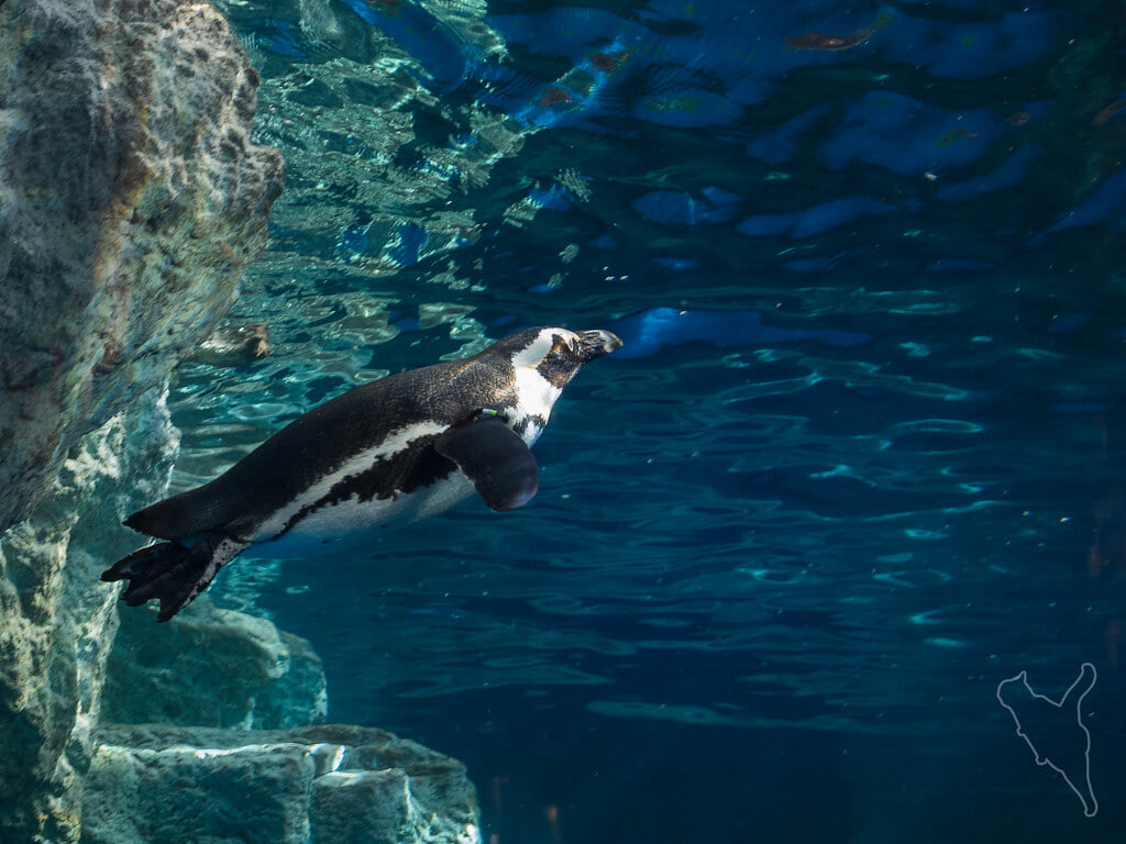 京都水族館の写真12