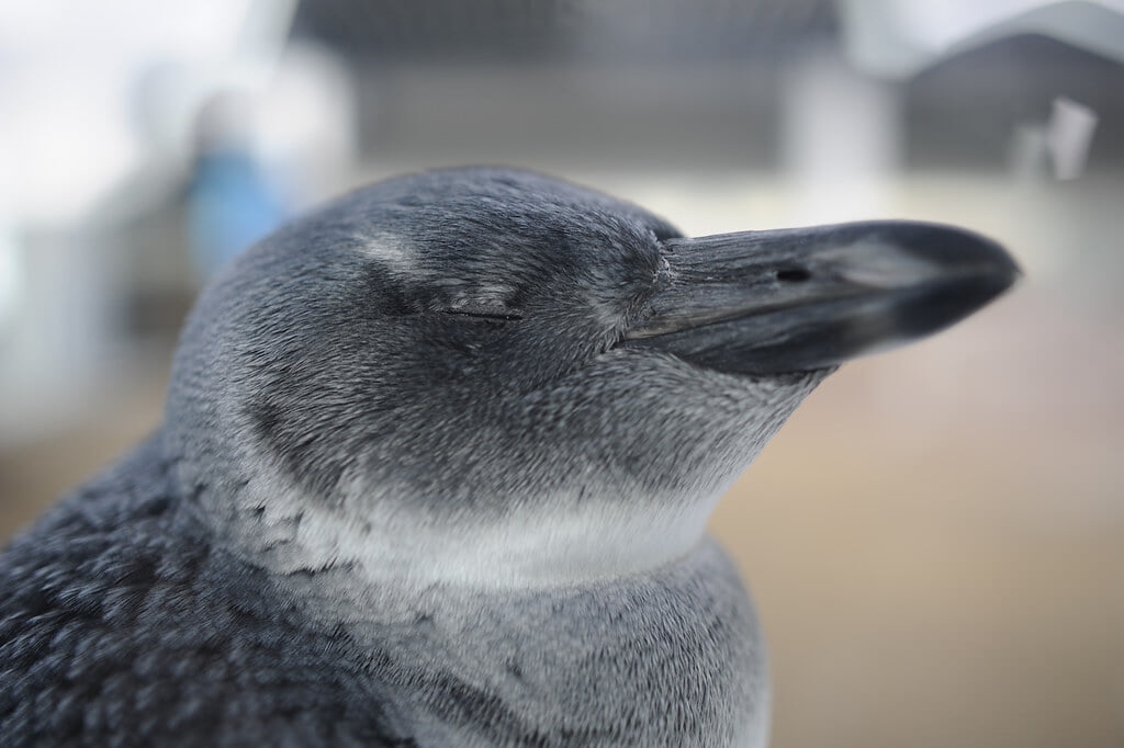 京都水族館の写真13