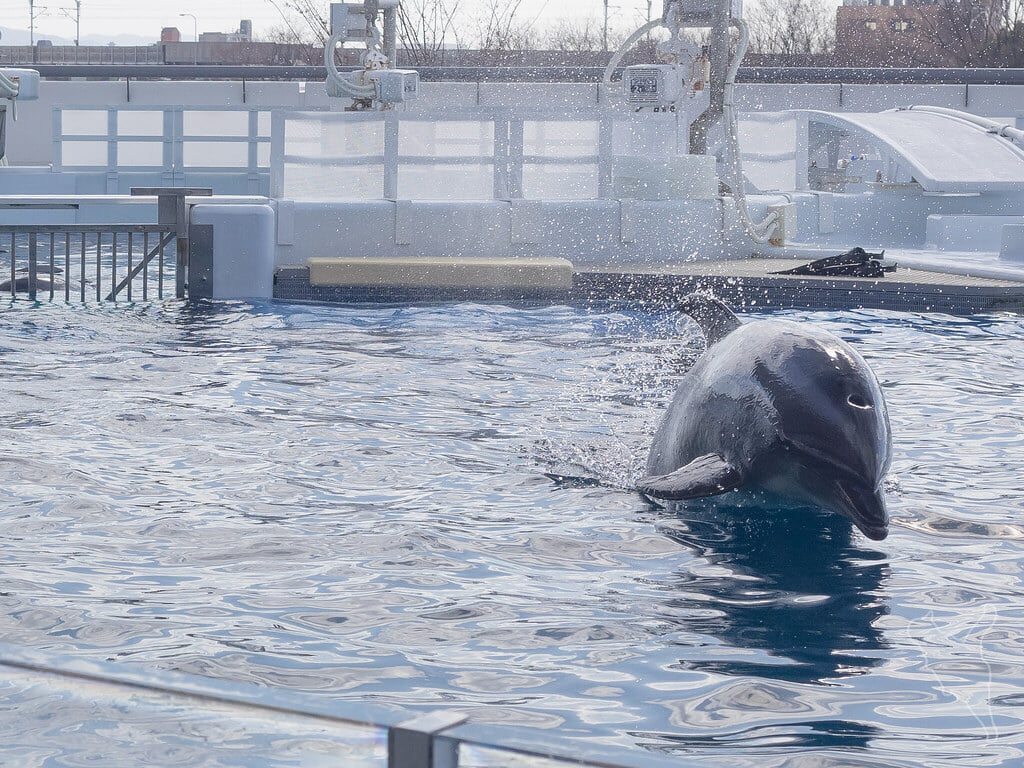 京都水族館の写真14
