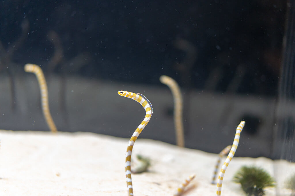 京都水族館の写真16