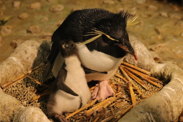 海遊館の写真10