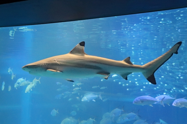 海遊館の写真13