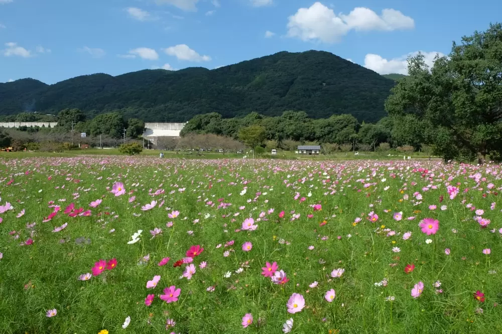 金立公園の写真1