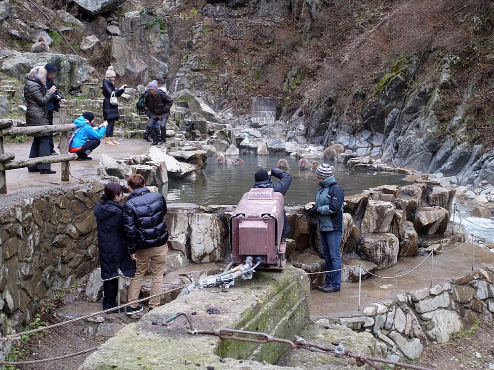 地獄谷野猿公苑の写真3