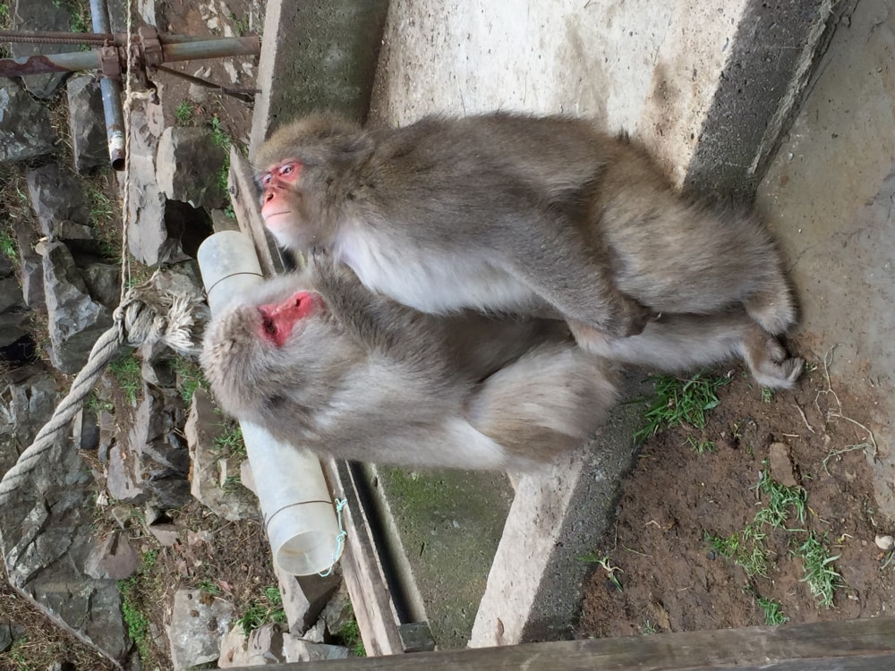 地獄谷野猿公苑の写真4