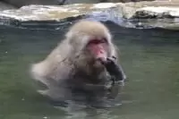 地獄谷野猿公苑