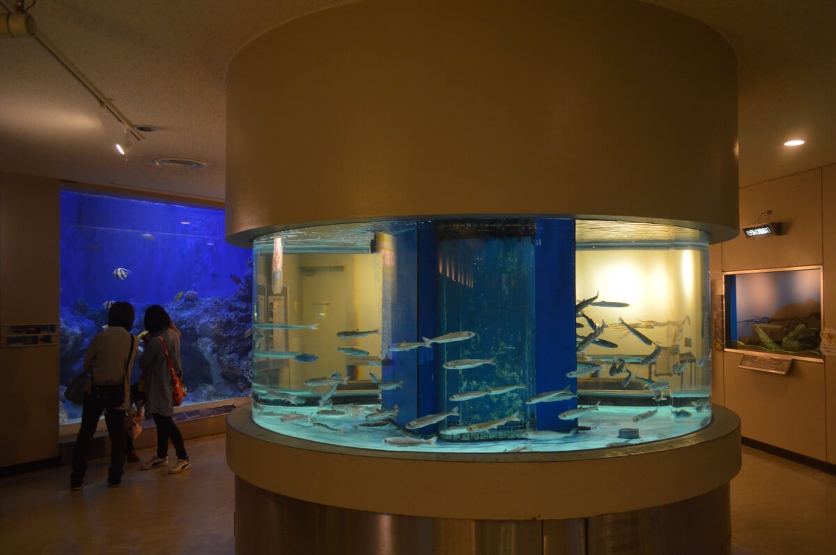 丹後魚っ知館の写真3