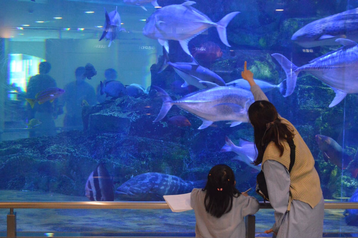 丹後魚っ知館の写真11