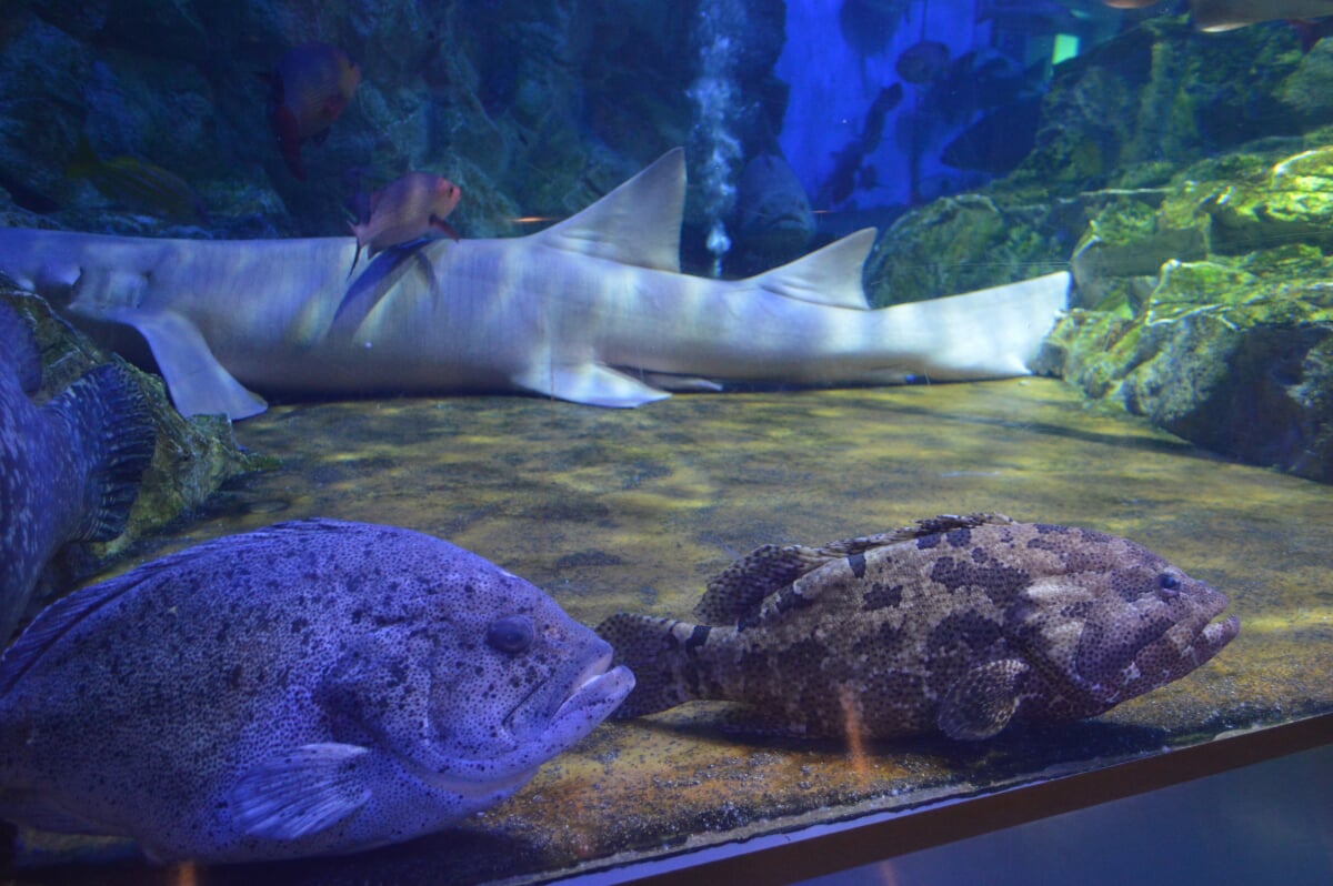 丹後魚っ知館の写真13