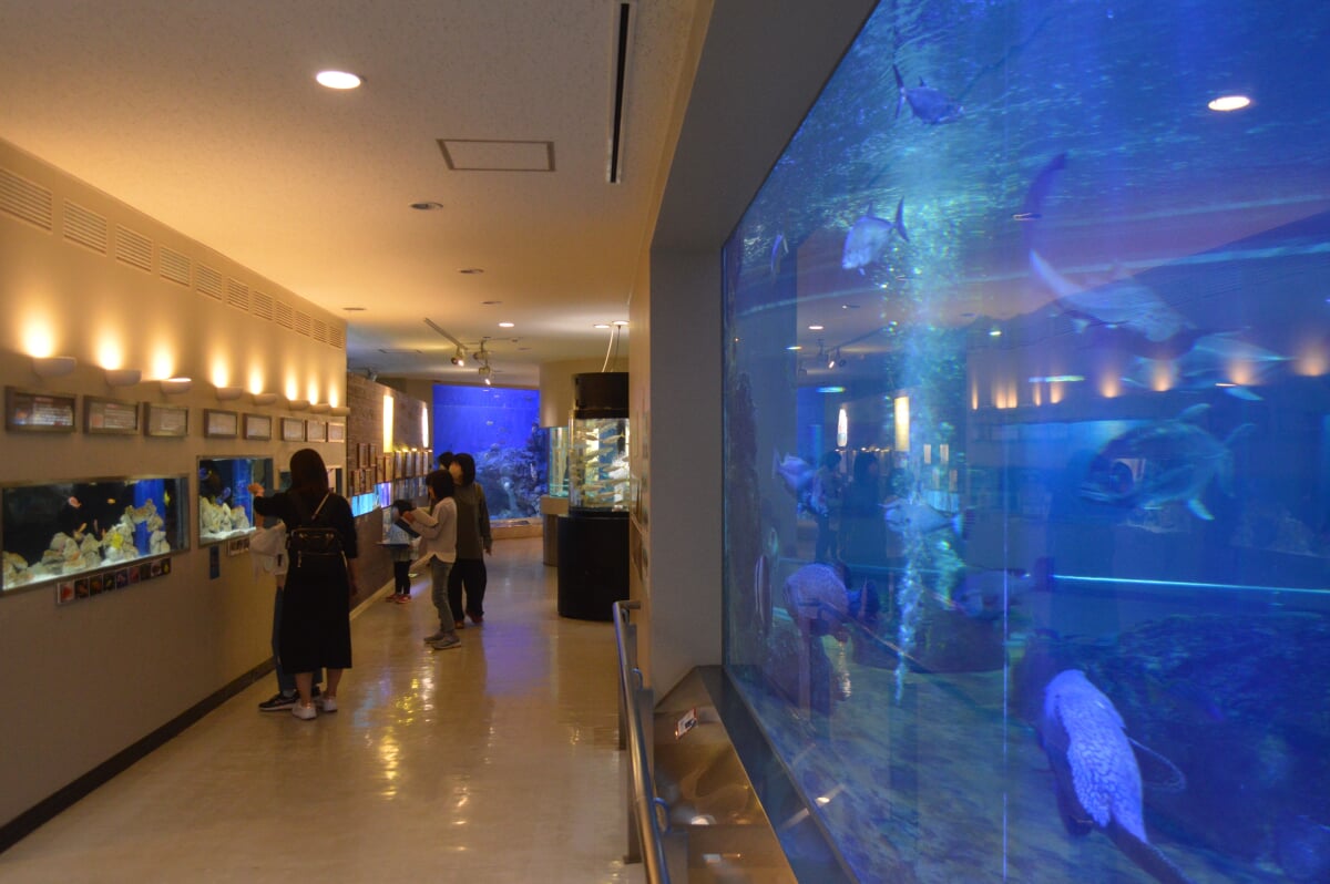 丹後魚っ知館の写真16