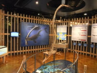 きしわだ自然資料館