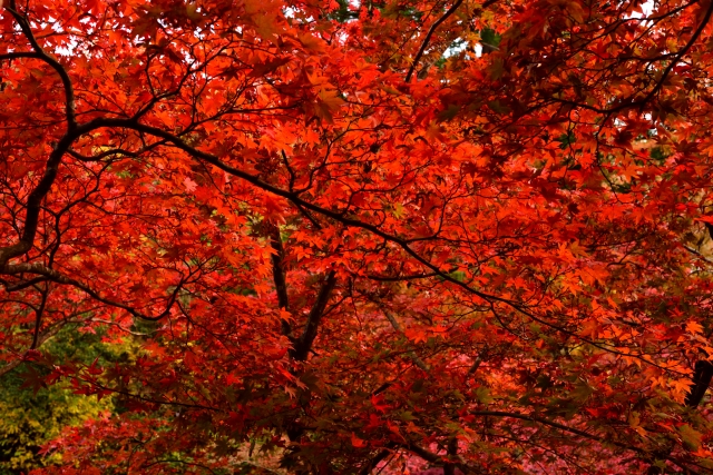 弥彦公園の写真2