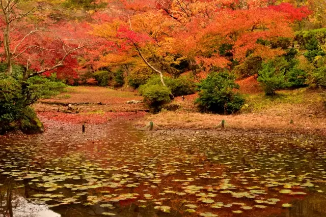 弥彦公園の写真1
