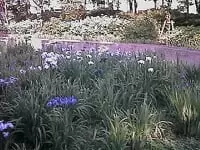 しょうぶ沼公園