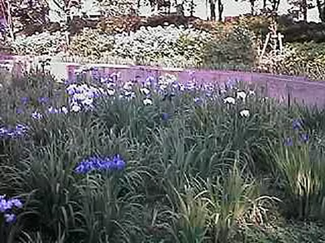 しょうぶ沼公園の写真1