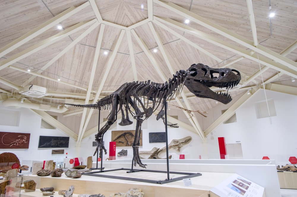 玄武洞ミュージアムの写真5