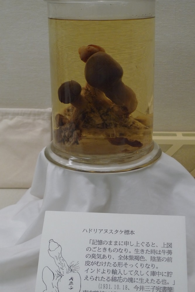 南方熊楠記念館の写真2