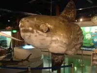 海とくらしの史料館