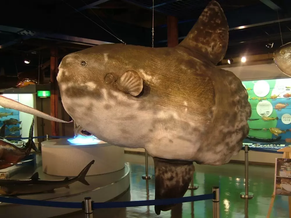 海とくらしの史料館の写真1