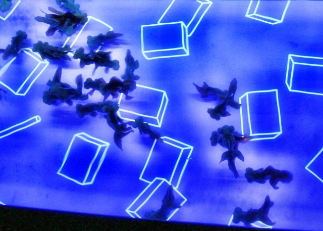 すみだ水族館の写真8